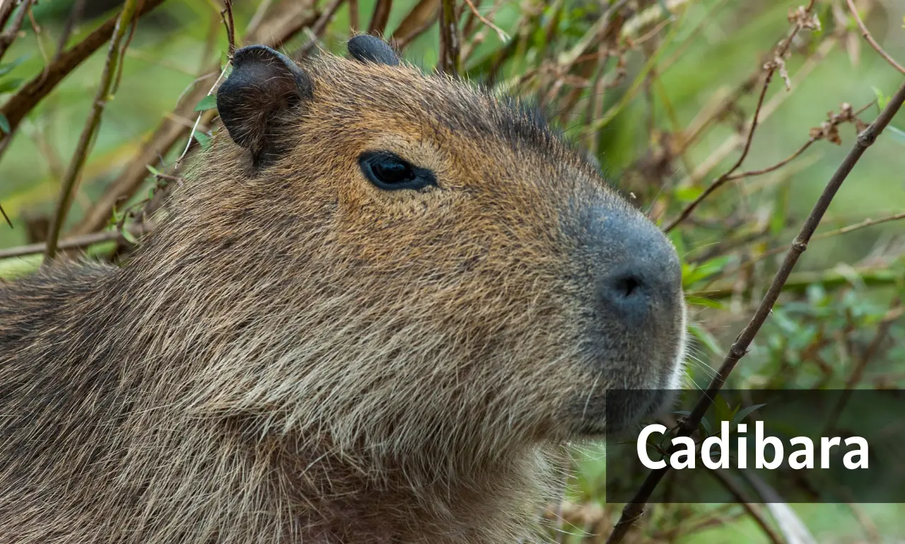 A calm cadibara sitting near a river showing peaceful behavior