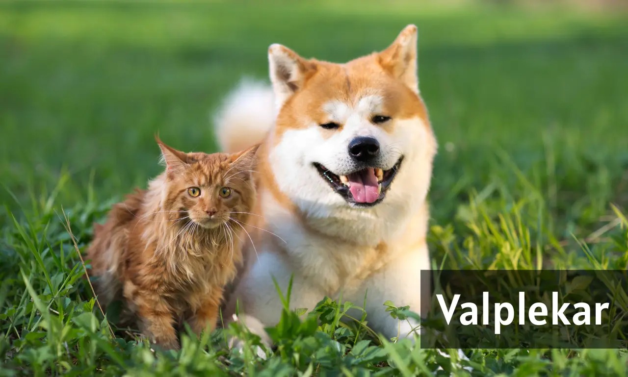 Happy puppy playing interactive games representing Valplekar concept